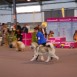Exposiciones Caninas 2012